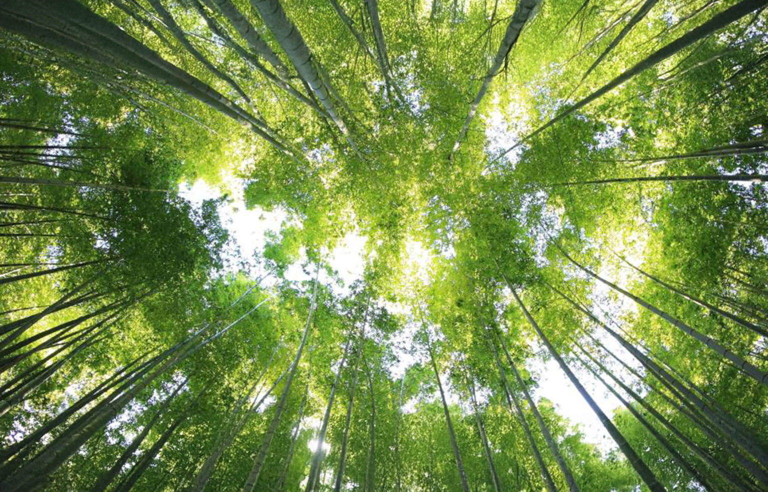 A view looking up into the lush canopy of a bamboo forest.