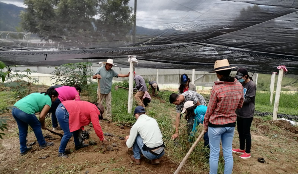 A group of people wearing casual clothing and hats are working together in a garden under a netting structure. They are bending or kneeling while tending to plants, surrounded by trees and cloudy skies in the background.