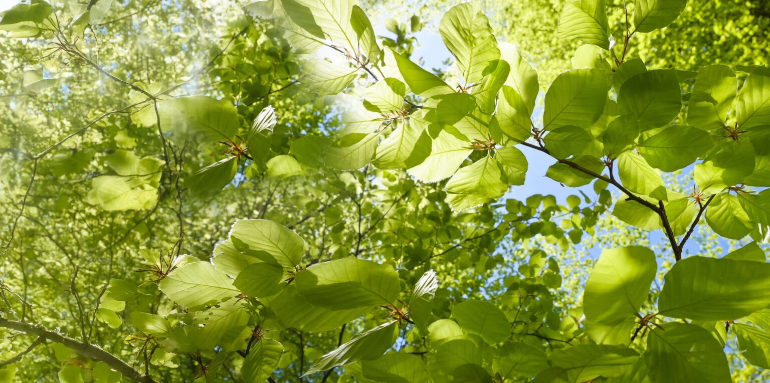 Sunlight filters through lush green leaves on tree branches, creating a vibrant, fresh canopy against a blue sky. The image captures the feeling of a bright, peaceful day in a leafy forest.