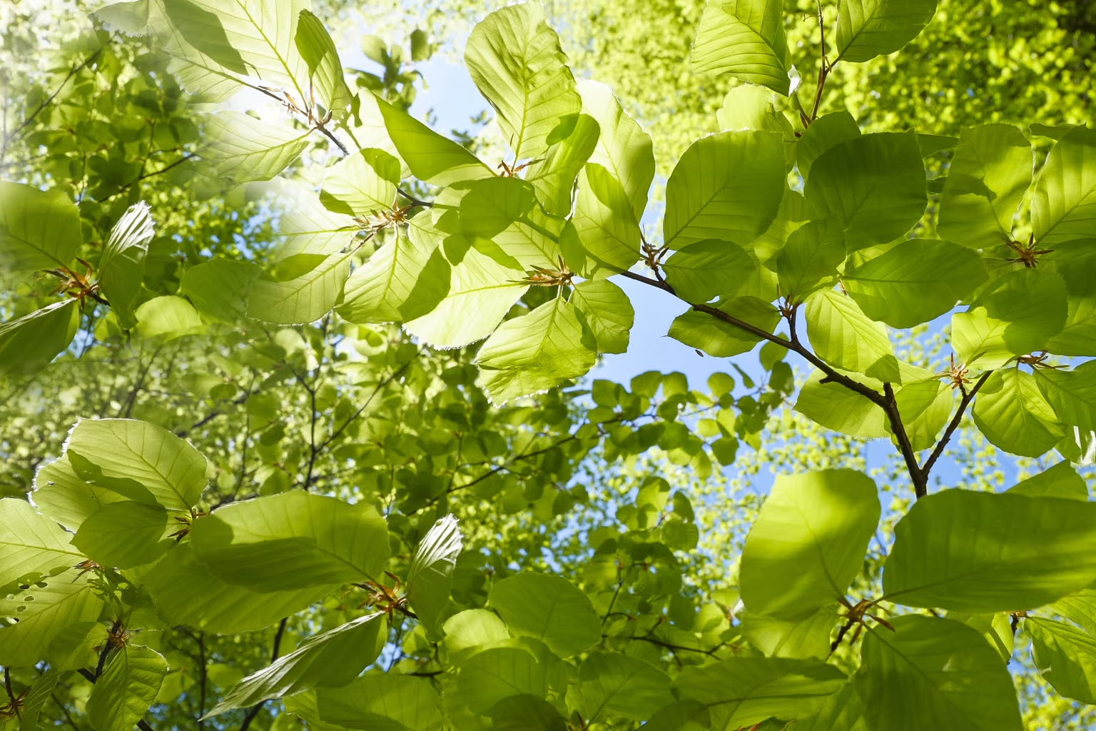 Green tree branches with sunlight filtering through fresh, translucent leaves, viewed from below against a bright blue sky. The light creates a vibrant and peaceful atmosphere, highlighting the texture and veins of the leaves.