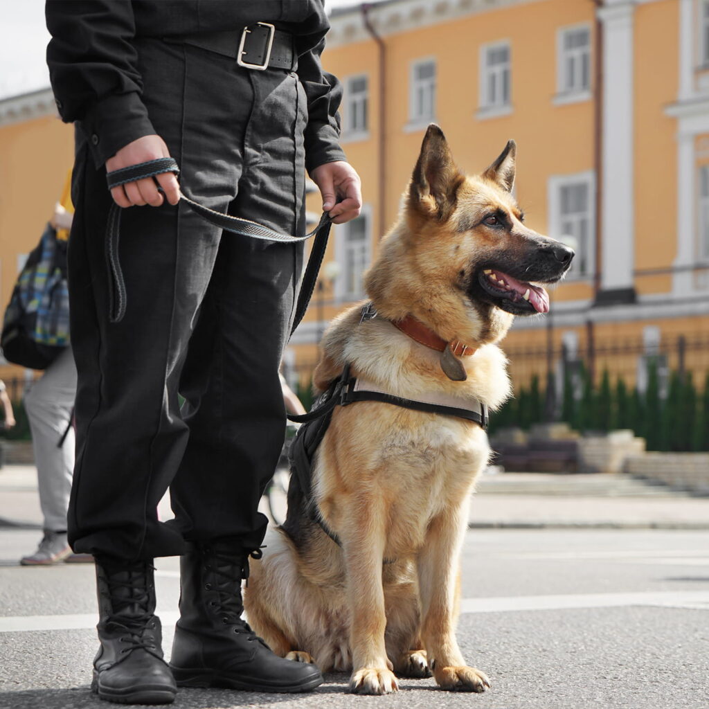 A person in a black uniform holds the lead of a sitting German Shepherd dog on a city street, with a yellow building in the background.