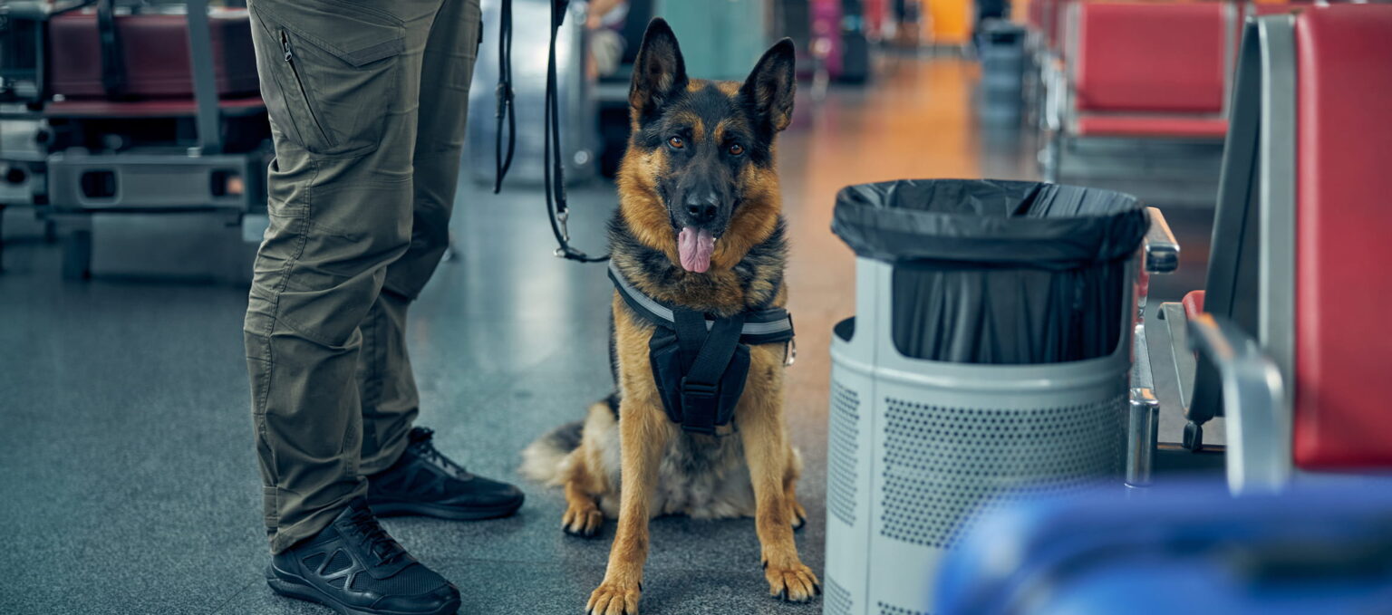 A German Shepherd wearing a harness sits on the floor next to a person holding its lead in what looks like an airport waiting area. There is a rubbish bin, seats, and luggage visible in the background.